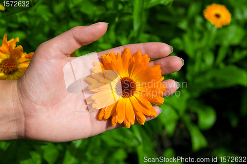 Image of Flower on Hand