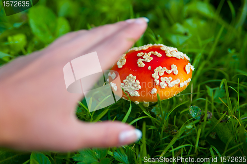 Image of Fly agaric mushroom