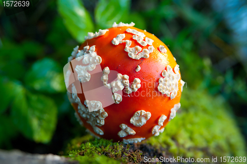 Image of Fly agaric mushroom