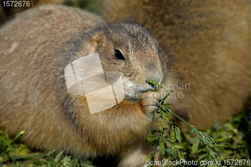 Image of Prairie Dog