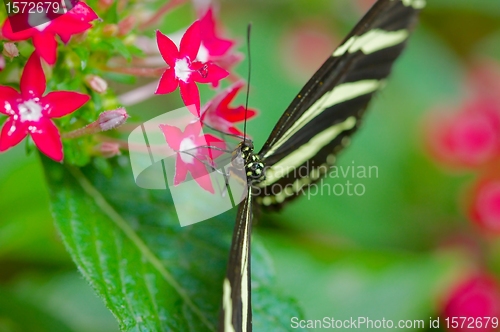 Image of Butterfly