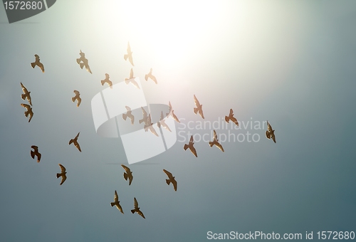 Image of Birds