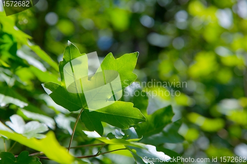 Image of Leaves