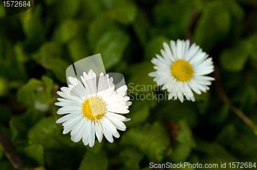Image of Flower