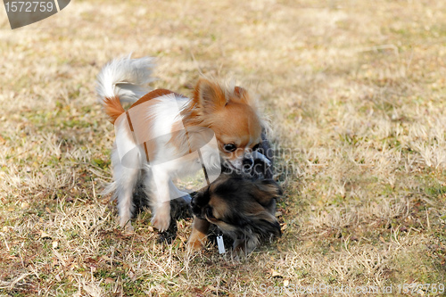 Image of playing puppies chihuahua