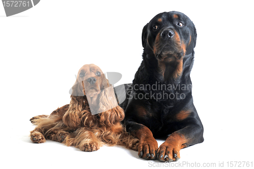 Image of english cocker and rottweiler