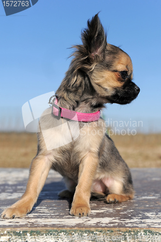 Image of puppy chihuahua