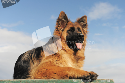 Image of  german shepherd