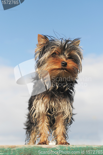 Image of puppy yorkshire terrier