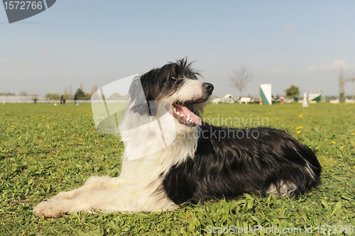 Image of bearded collie