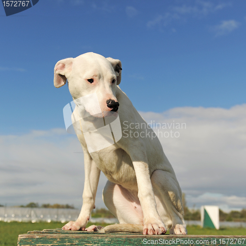 Image of puppy dogo argentino