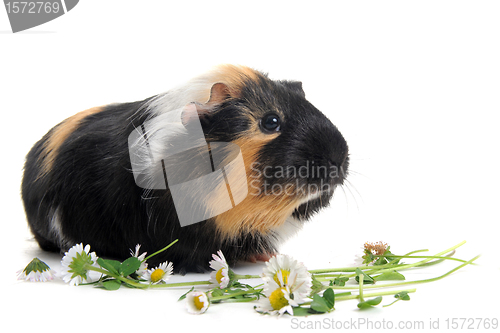 Image of Guinea pig