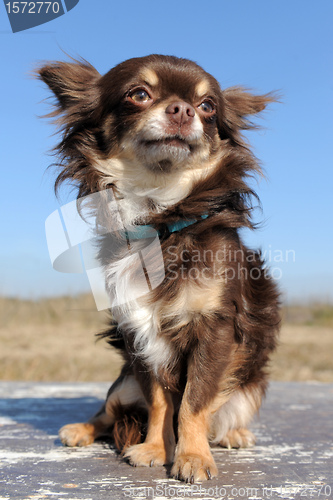 Image of brown chihuahua