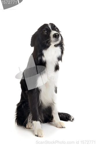 Image of border collie