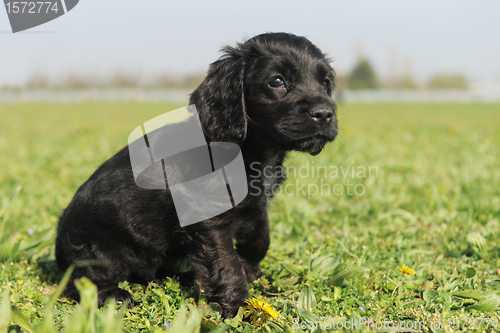 Image of puppy english cocker