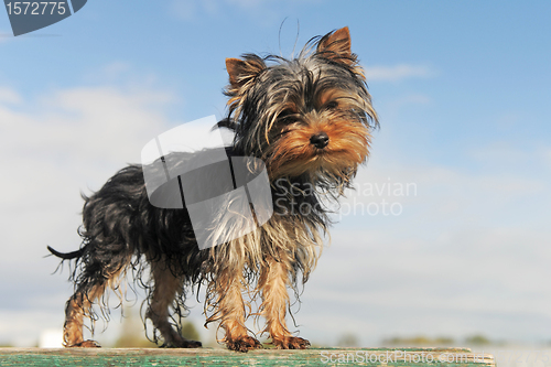 Image of puppy yorkshire terrier