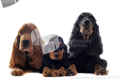 Image of family english cocker