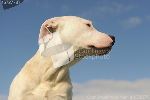 Image of puppy dogo argentino