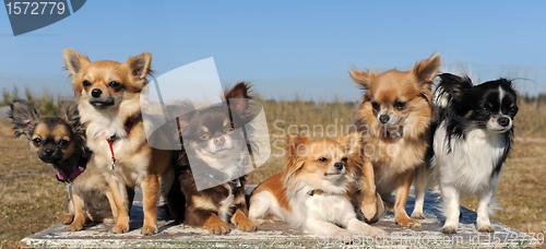 Image of six chihuahuas