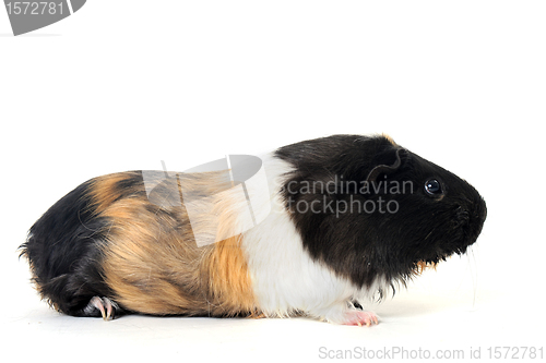 Image of Guinea pig