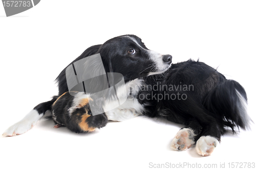 Image of border collie and guineo pig