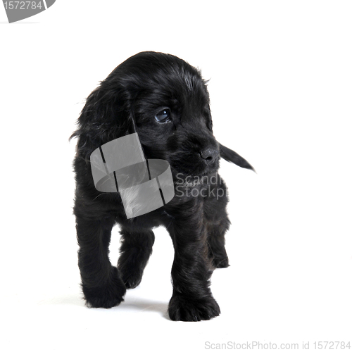 Image of puppy english cocker