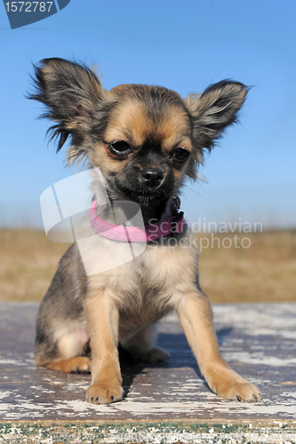 Image of puppy chihuahua