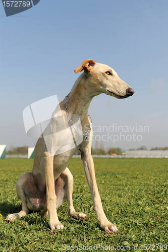 Image of young greyhound