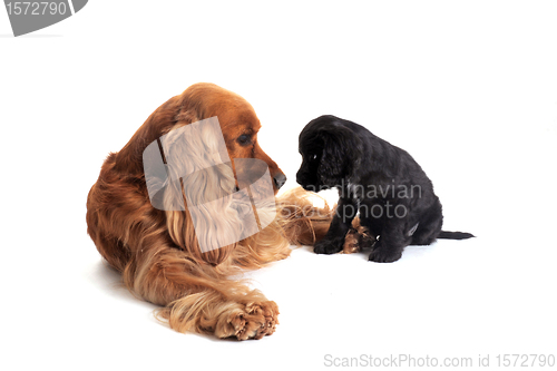 Image of puppy english cocker and adult