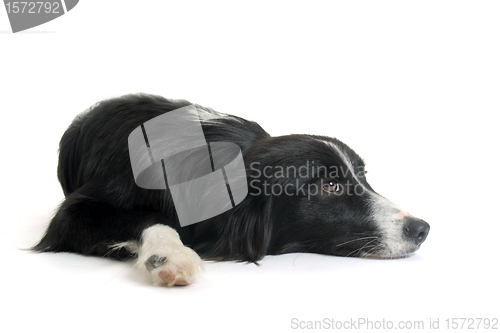 Image of border collie