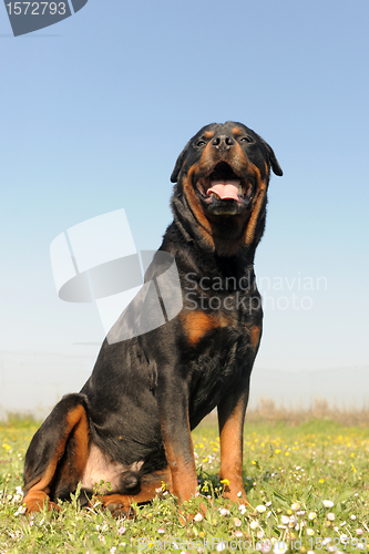 Image of rottweiler