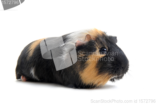 Image of Guinea pig