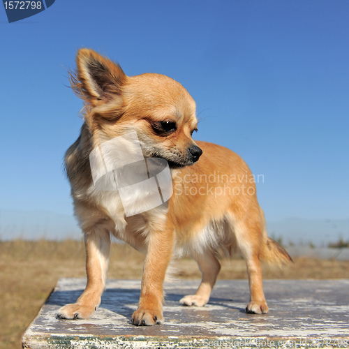 Image of brown chihuahua