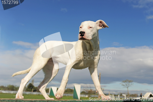 Image of puppy dogo argentino