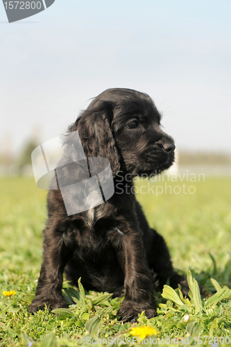 Image of puppy english cocker