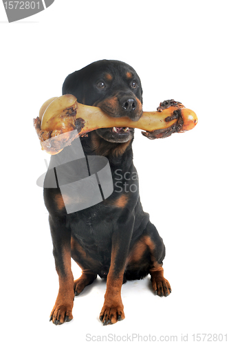 Image of rottweiler