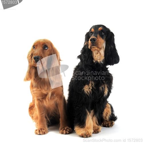 Image of english cockers