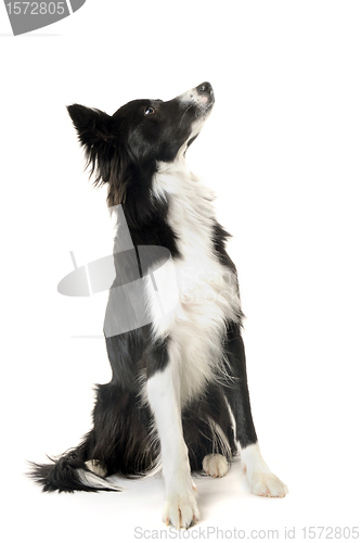 Image of border collie