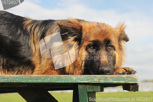 Image of  sad german shepherd