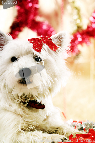 Image of Westie