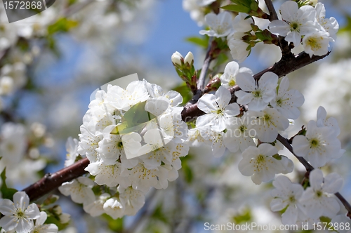 Image of Flowers