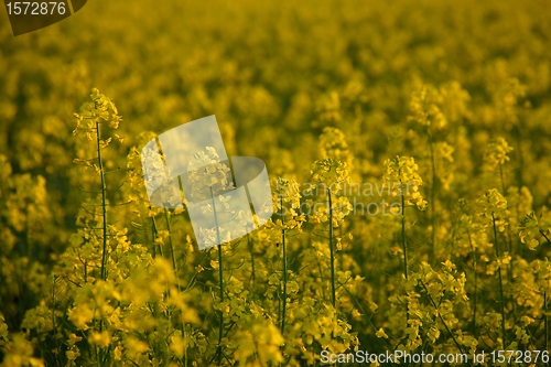 Image of Rapeseed