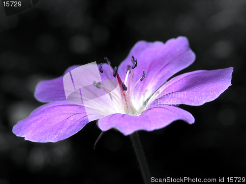 Image of purple flower