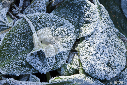 Image of Elephant's Ears plant in heavy frost