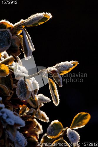 Image of Euonymus plant coated in frost