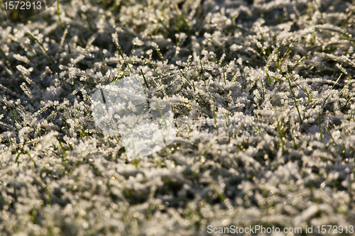 Image of Frost on grass