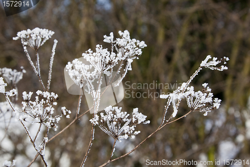 Image of Frosty cow parsley