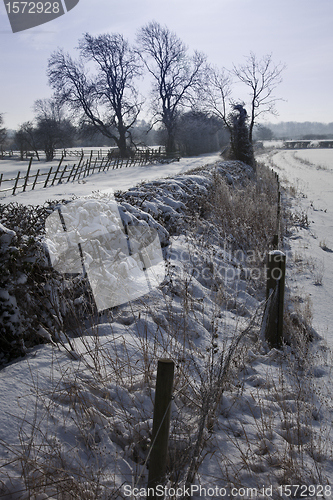 Image of Snowy hedgerow