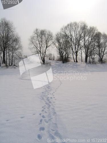 Image of winter landscape with trees and traces on a snow