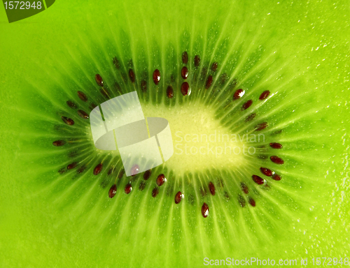 Image of kiwi background